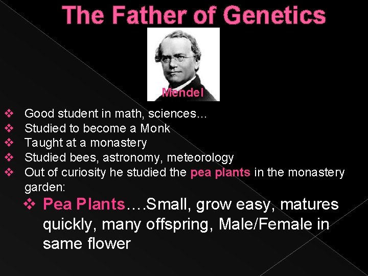 The Father of Genetics Mendel v v v Good student in math, sciences… Studied