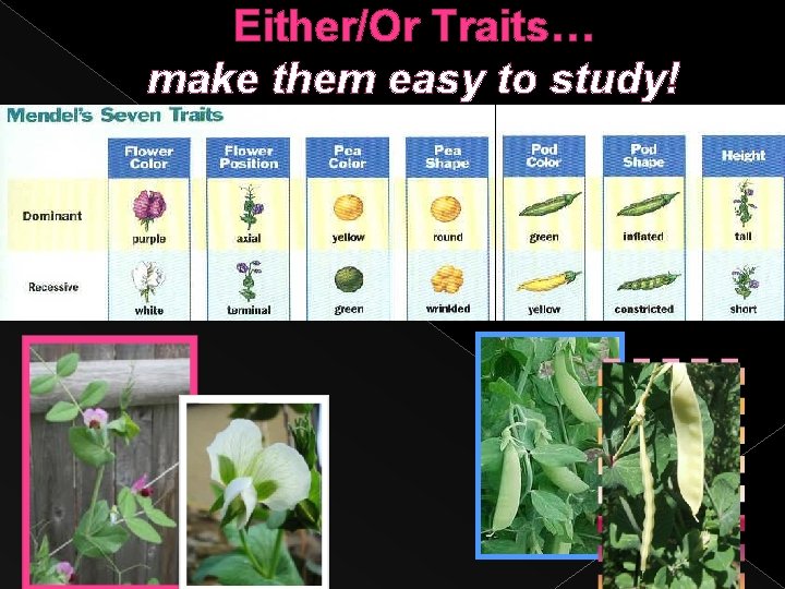 Either/Or Traits… make them easy to study! 