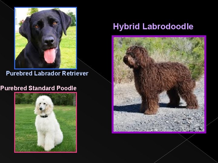 Hybrid Labrodoodle Purebred Labrador Retriever Purebred Standard Poodle 