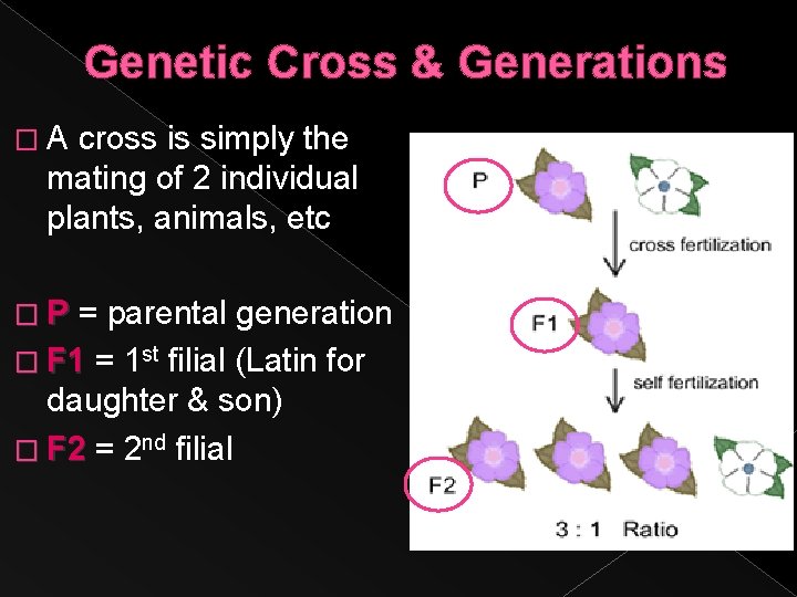 Genetic Cross & Generations �A cross is simply the mating of 2 individual plants,