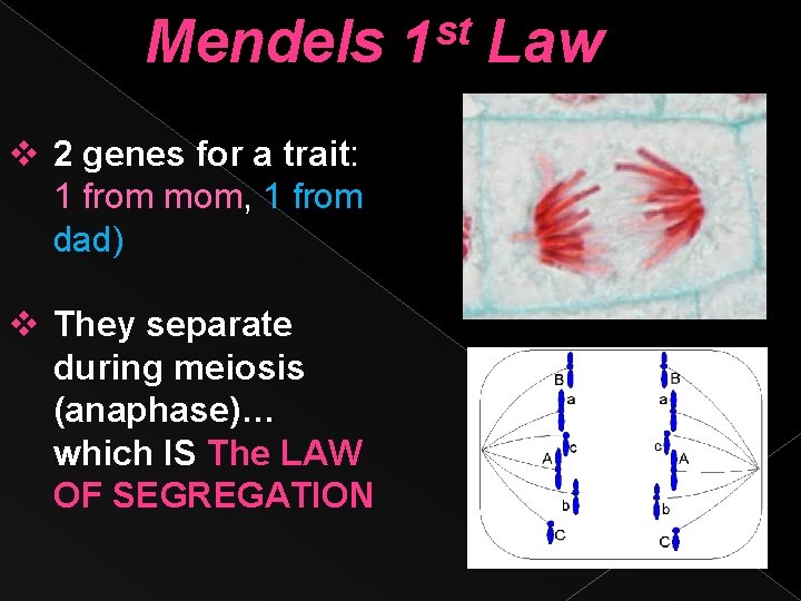 Mendels v 2 genes for a trait: 1 from mom, 1 from dad) v