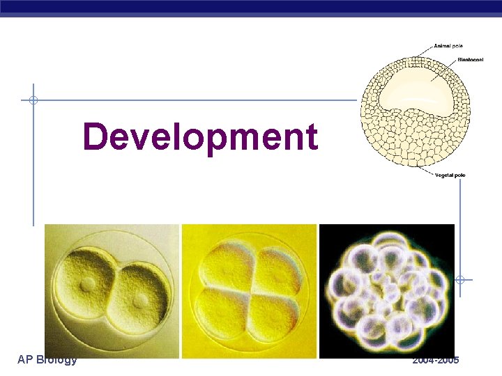 Development AP Biology 2004 -2005 