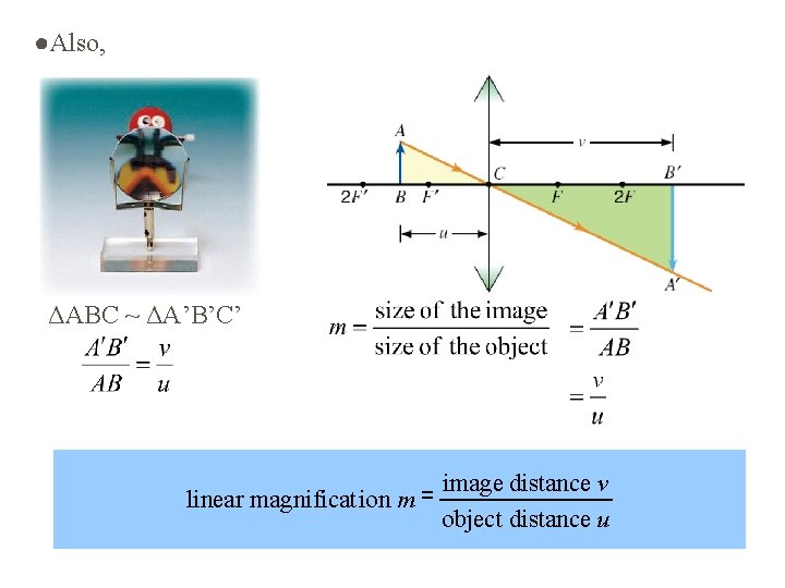 ●Also, ΔABC ~ ΔA’B’C’ linear magnificat ion m = image distance v object distance