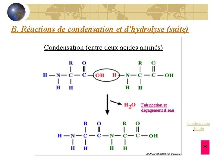 B. Réactions de condensation et d’hydrolyse (suite) Condensation (entre deux acides aminés) Fabrication et