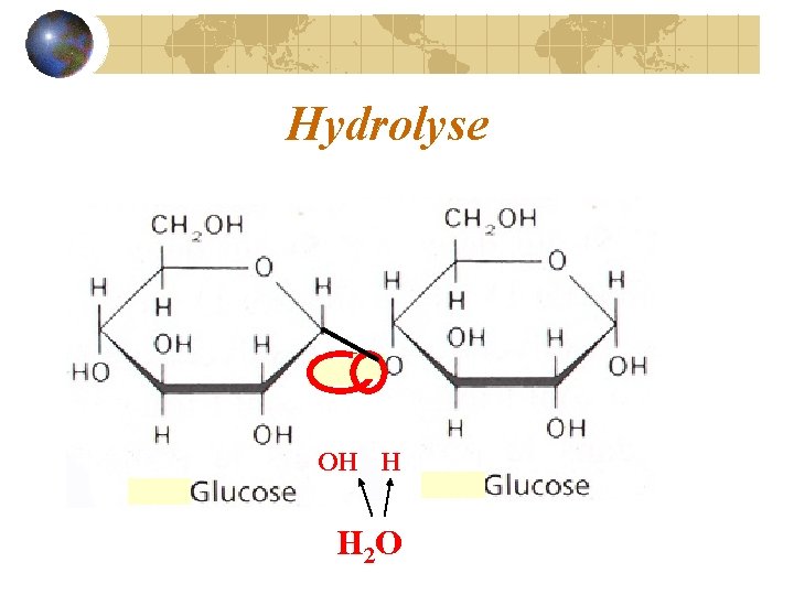 Hydrolyse OH H H 2 O 