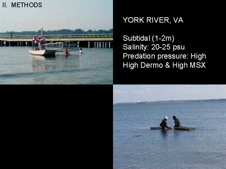 II. METHODS YORK RIVER, VA Subtidal (1 -2 m) Salinity: 20 -25 psu Predation