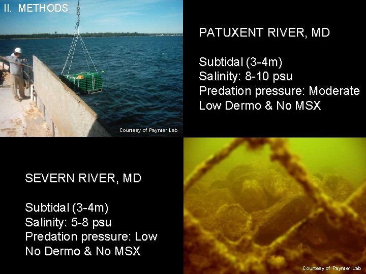 II. METHODS PATUXENT RIVER, MD Subtidal (3 -4 m) Salinity: 8 -10 psu Predation