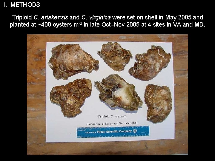 II. METHODS Triploid C. ariakensis and C. virginica were set on shell in May