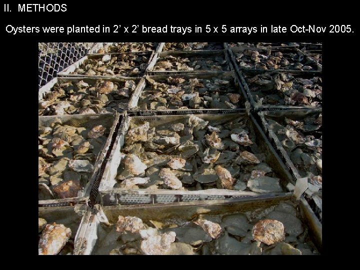 II. METHODS Oysters were planted in 2’ x 2’ bread trays in 5 x