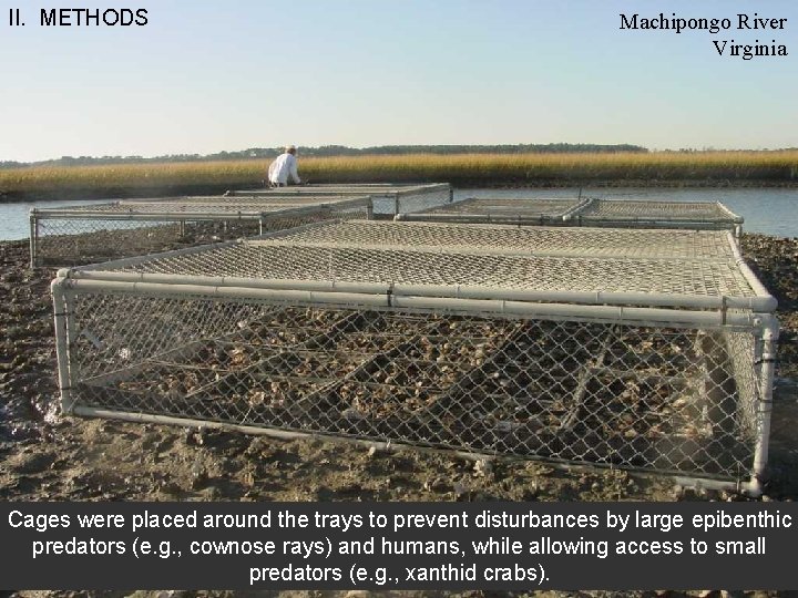 II. METHODS Machipongo River Virginia Cages were placed around the trays to prevent disturbances