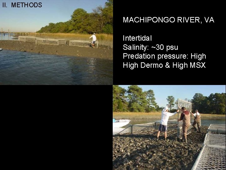 II. METHODS MACHIPONGO RIVER, VA Intertidal Salinity: ~30 psu Predation pressure: High Dermo &