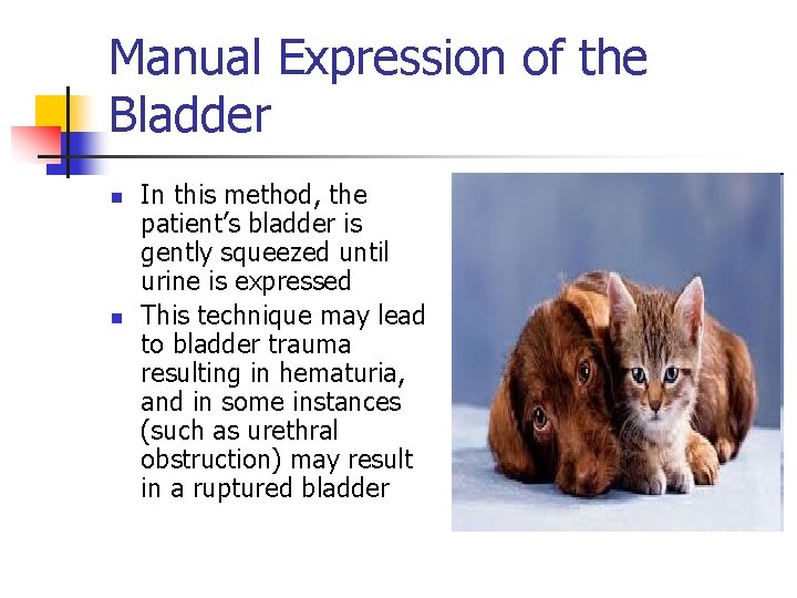 Manual Expression of the Bladder n n In this method, the patient’s bladder is