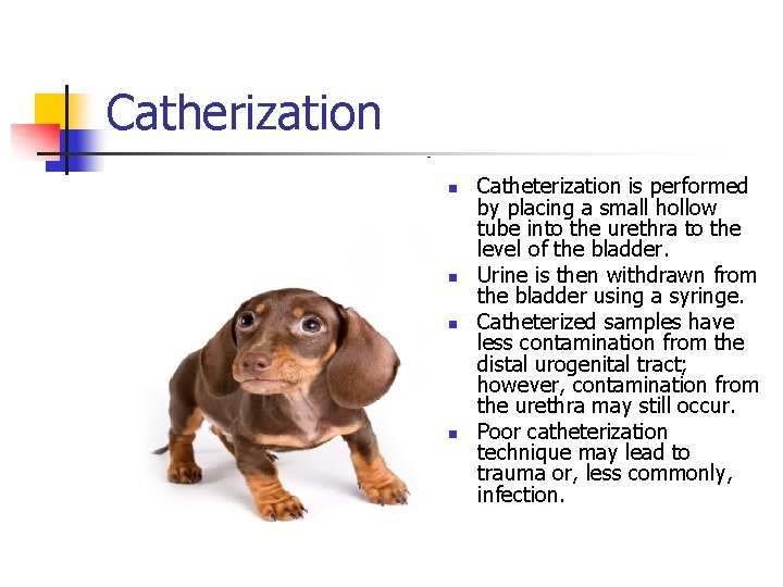 Catherization n n Catheterization is performed by placing a small hollow tube into the