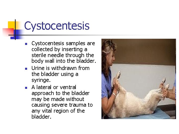 Cystocentesis n n n Cystocentesis samples are collected by inserting a sterile needle through