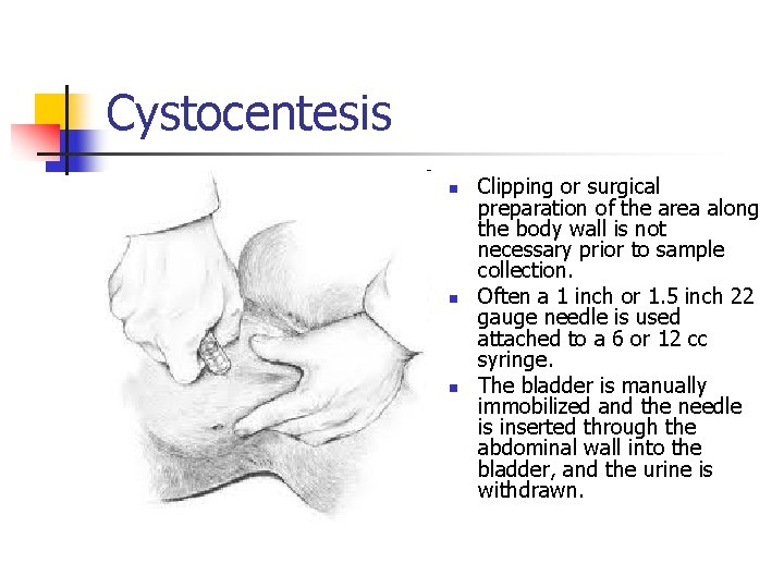 Cystocentesis n n n Clipping or surgical preparation of the area along the body