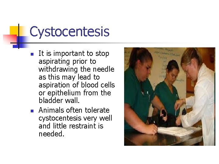 Cystocentesis n n It is important to stop aspirating prior to withdrawing the needle