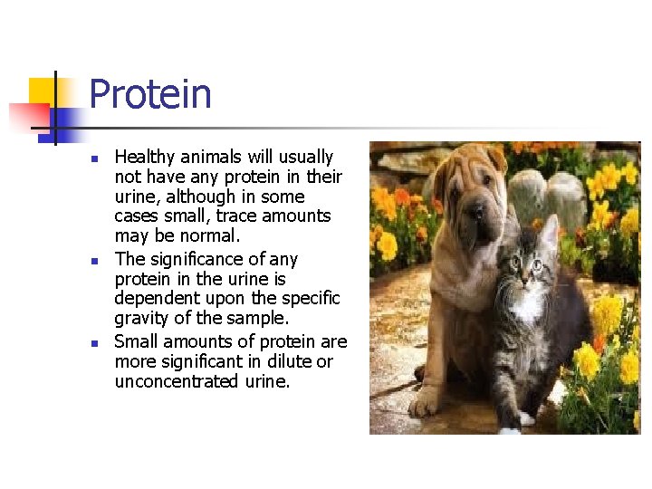 Protein n Healthy animals will usually not have any protein in their urine, although