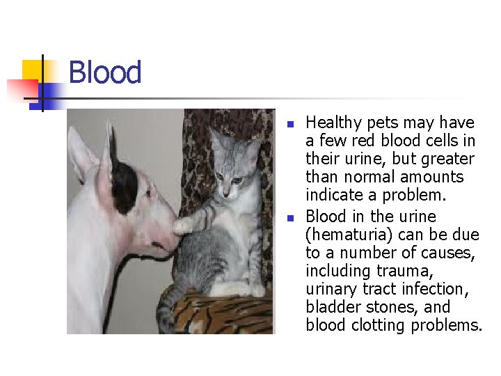 Blood n n Healthy pets may have a few red blood cells in their