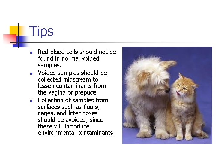 Tips n n n Red blood cells should not be found in normal voided