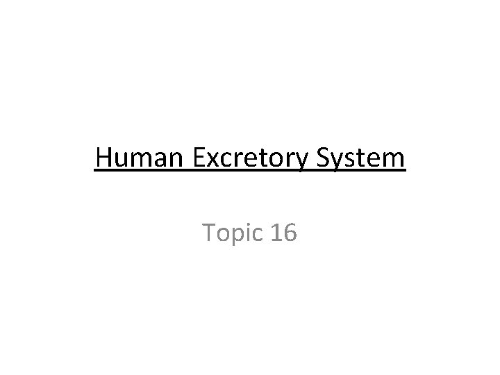 Human Excretory System Topic 16 