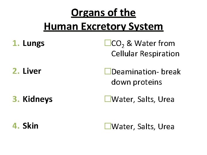 Organs of the Human Excretory System 1. Lungs �CO 2 & Water from Cellular
