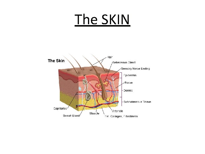 The SKIN 