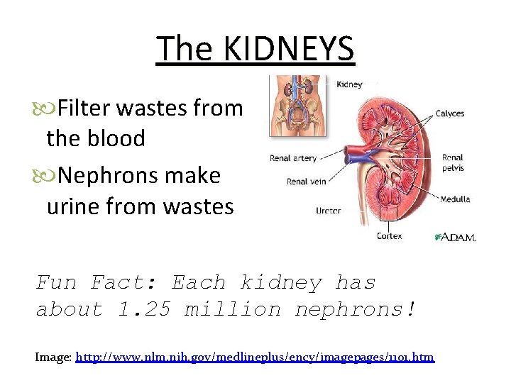 The KIDNEYS Filter wastes from the blood Nephrons make urine from wastes Fun Fact: