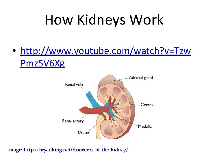 How Kidneys Work • http: //www. youtube. com/watch? v=Tzw Pmz 5 V 6 Xg