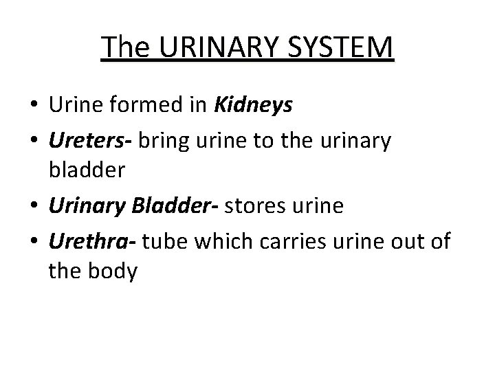 The URINARY SYSTEM • Urine formed in Kidneys • Ureters- bring urine to the