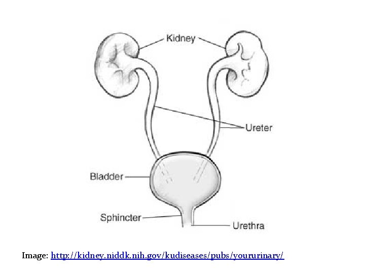 Image: http: //kidney. niddk. nih. gov/kudiseases/pubs/yoururinary/ 