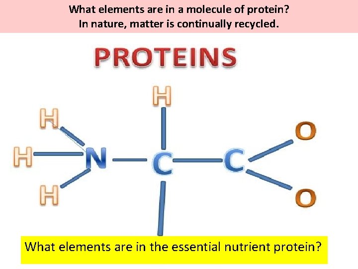 What elements are in a molecule of protein? In nature, matter is continually recycled.