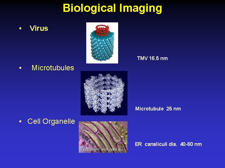 Biological Imaging • Virus TMV 16. 5 nm • Microtubules Microtubule 25 nm •