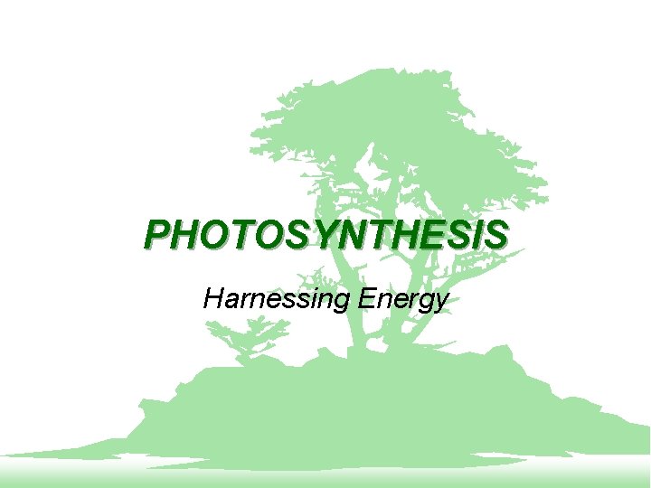 PHOTOSYNTHESIS Harnessing Energy 