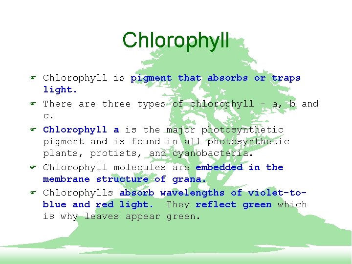 Chlorophyll F F F Chlorophyll is pigment that absorbs or traps light. There are