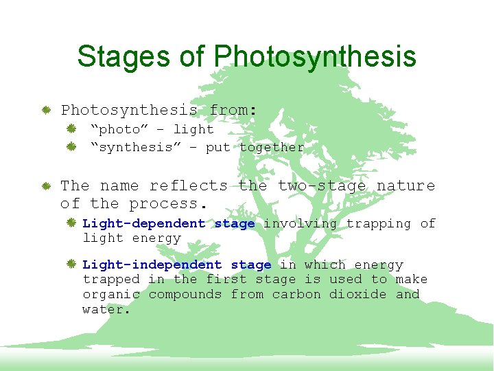 Stages of Photosynthesis from: “photo” – light “synthesis” – put together The name reflects