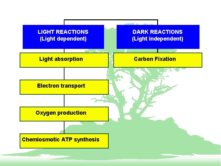 LIGHT REACTIONS (Light dependent) Light absorption Electron transport Oxygen production Chemiosmotic ATP synthesis DARK