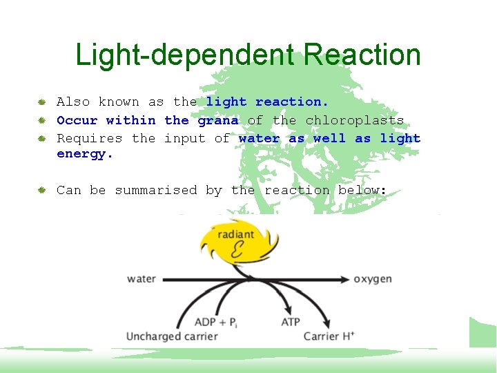 Light-dependent Reaction Also known as the light reaction. Occur within the grana of the