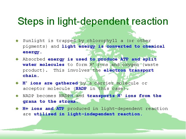 Steps in light-dependent reaction Sunlight is trapped by chlorophyll a (or other pigments) and