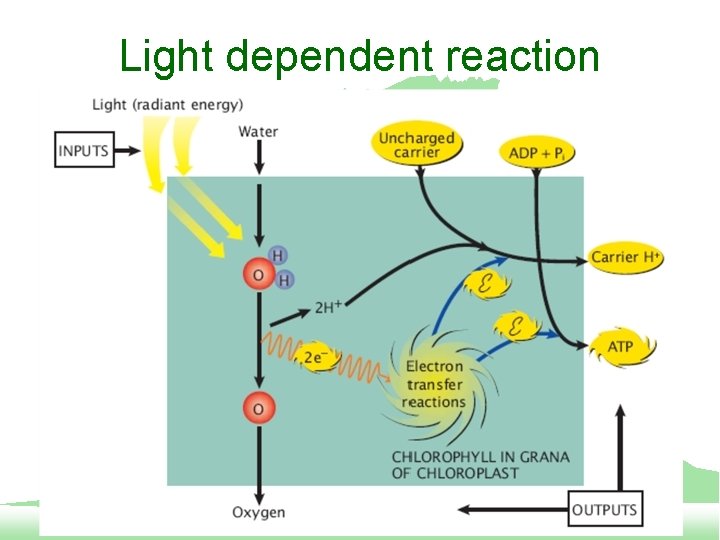 Light dependent reaction 