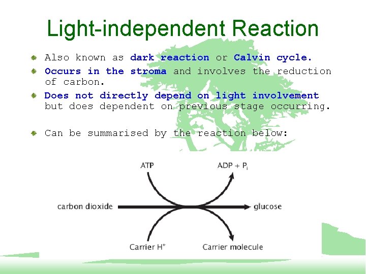 Light-independent Reaction Also known as dark reaction or Calvin cycle. Occurs in the stroma