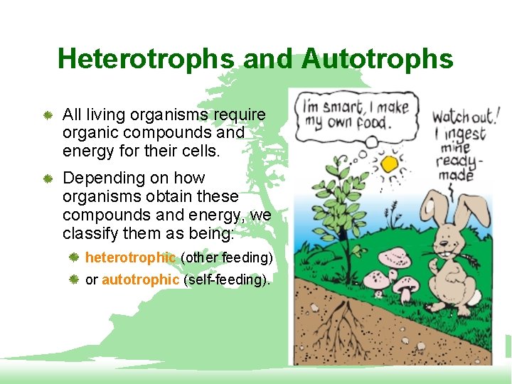 Heterotrophs and Autotrophs All living organisms require organic compounds and energy for their cells.