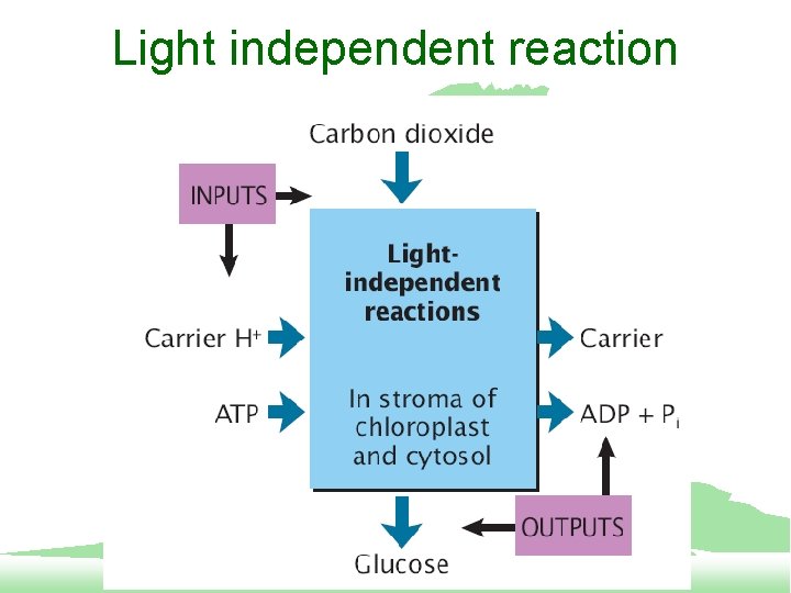 Light independent reaction 