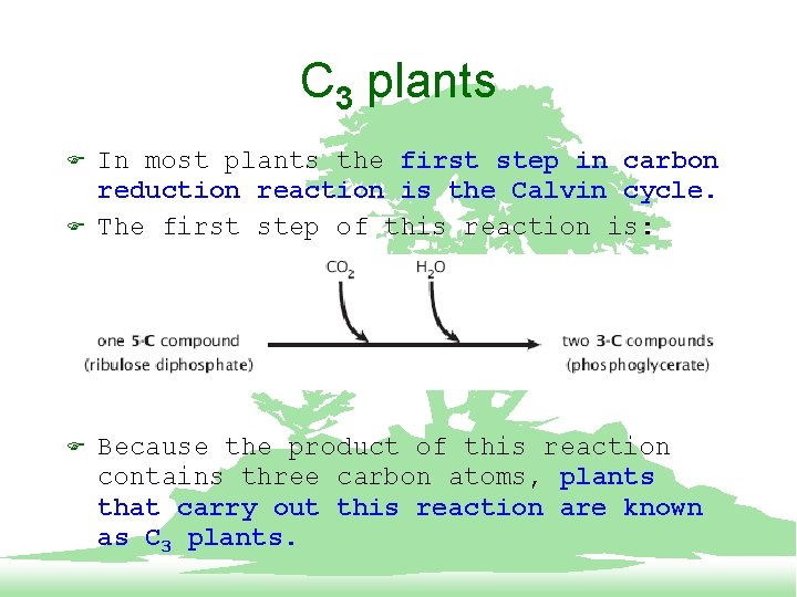 C 3 plants F F F In most plants the first step in carbon