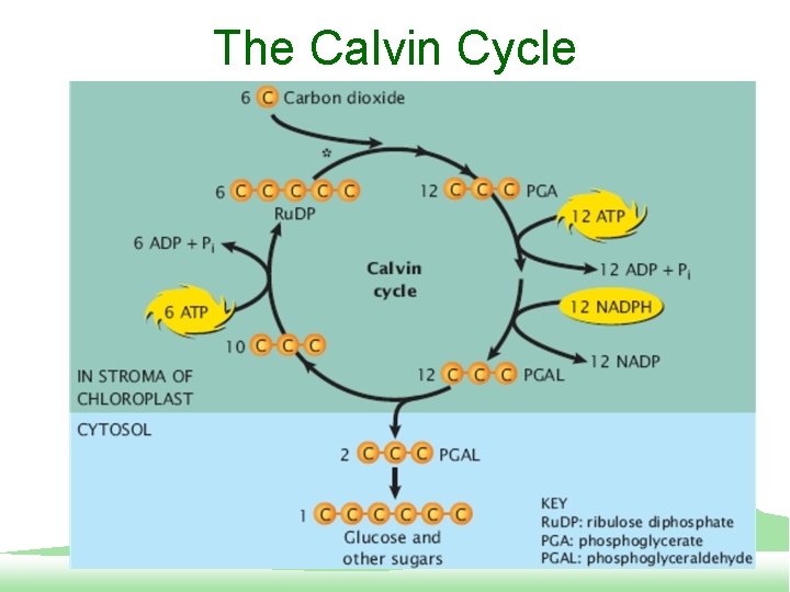 The Calvin Cycle 