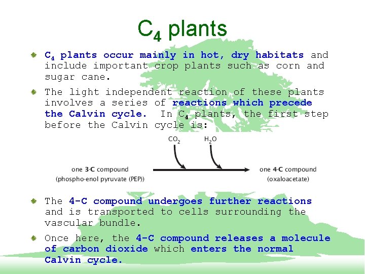 C 4 plants occur mainly in hot, dry habitats and include important crop plants