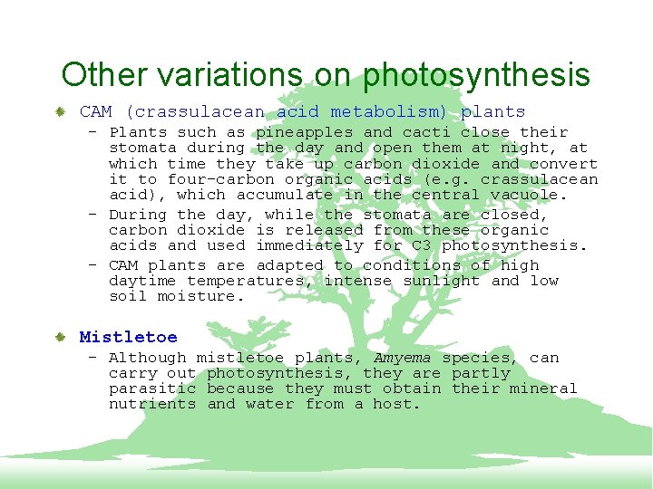 Other variations on photosynthesis CAM (crassulacean acid metabolism) plants – Plants such as pineapples