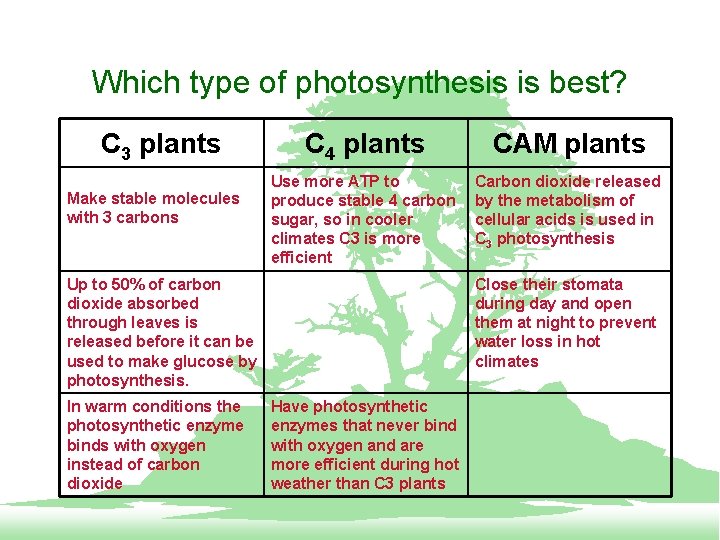 Which type of photosynthesis is best? C 3 plants Make stable molecules with 3