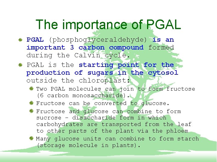 The importance of PGAL (phosphoglyceraldehyde) is an important 3 carbon compound formed during the