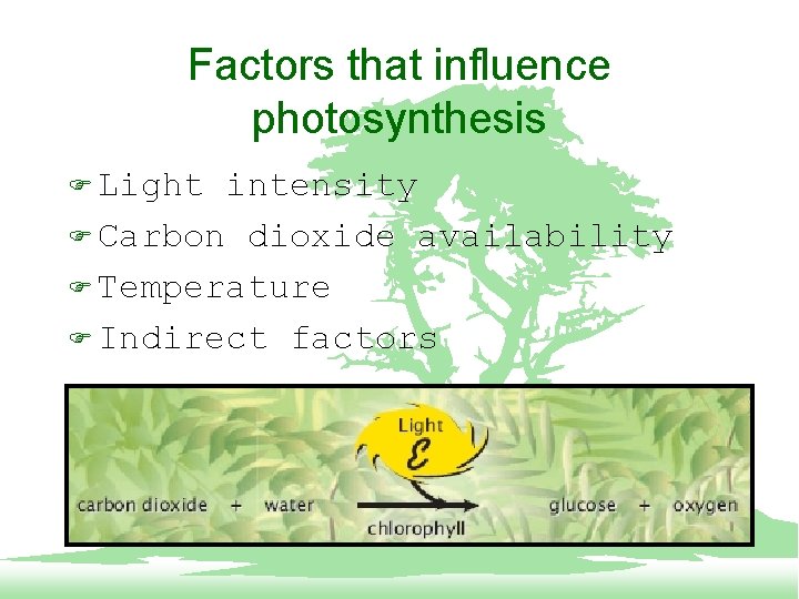 Factors that influence photosynthesis F Light intensity F Carbon dioxide availability F Temperature F
