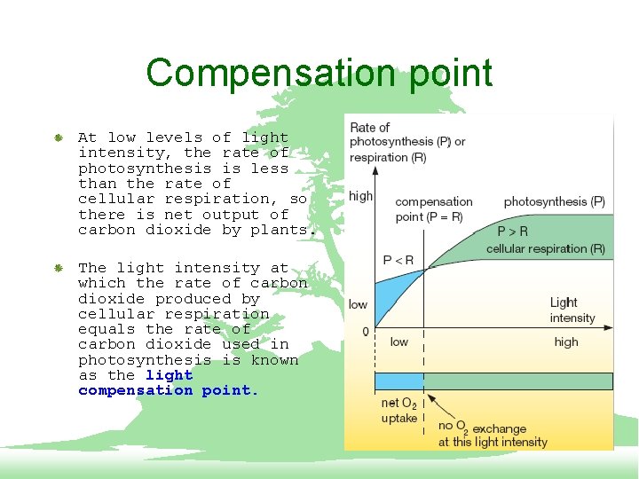 Compensation point At low levels of light intensity, the rate of photosynthesis is less